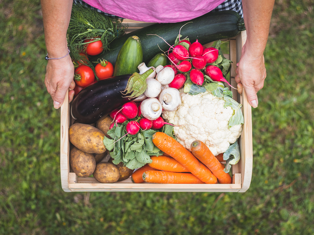 Alimentos sustentables: clave para alimentar a los más necesitados