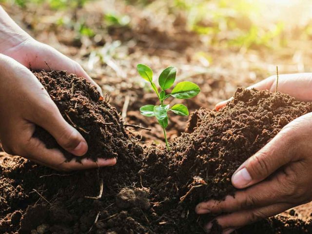 acciones que ayudan a preservar los ecosistemas